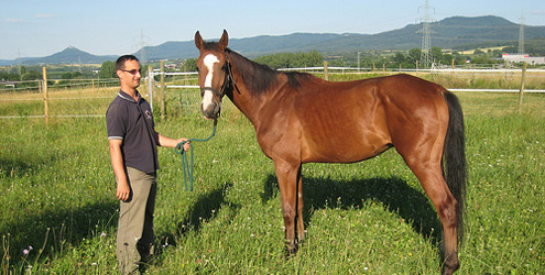 Cassario, das neue Therapiepferd